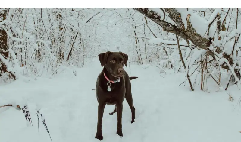 can-labrador-sleep-outside-in-winter