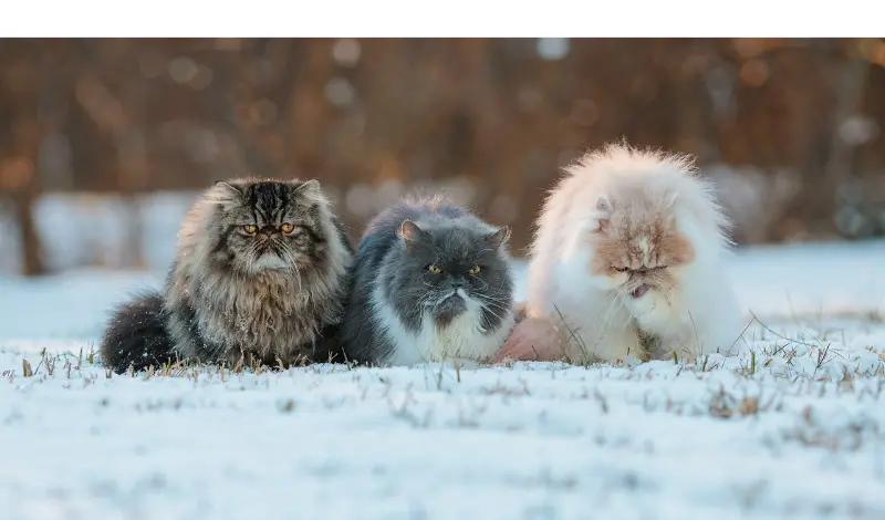 can-persian-cat-survive-in-snow