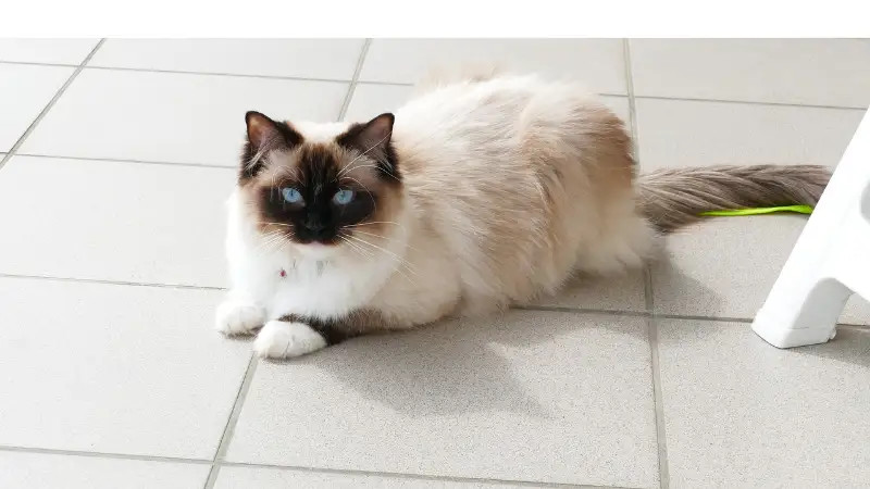 can-ragdoll-be-left-alone
