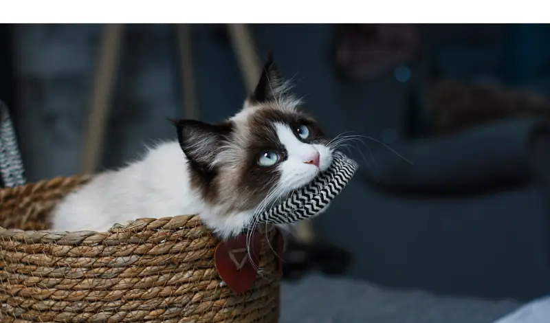 can-ragdoll-jump-fences