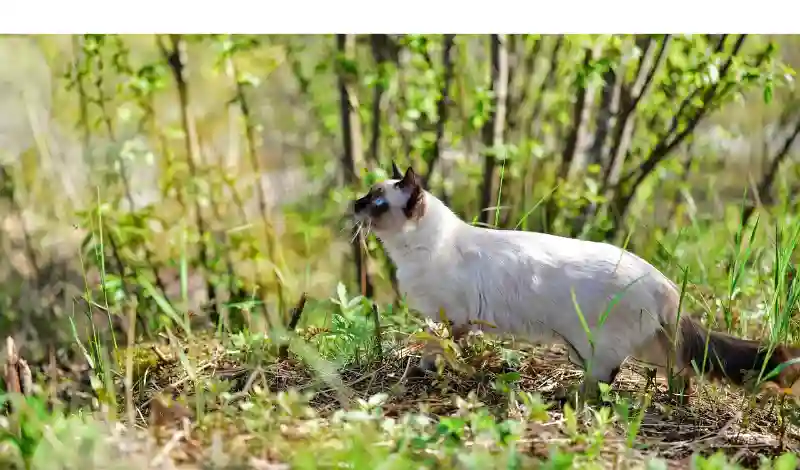 can-ragdoll-roam-outside
