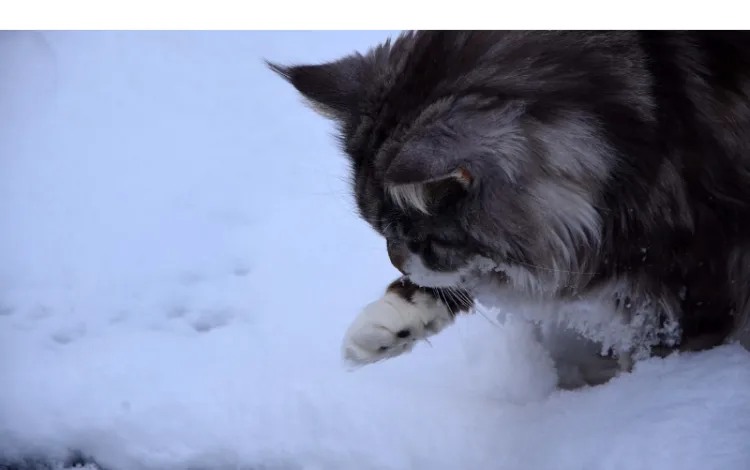 care-for-persian-in-winter