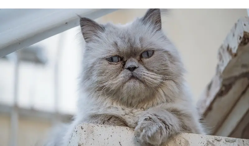 disadvantages-of-persian-cat