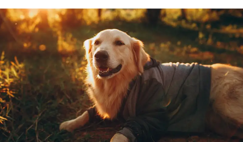 do-golden-retrievers-bark-at-night