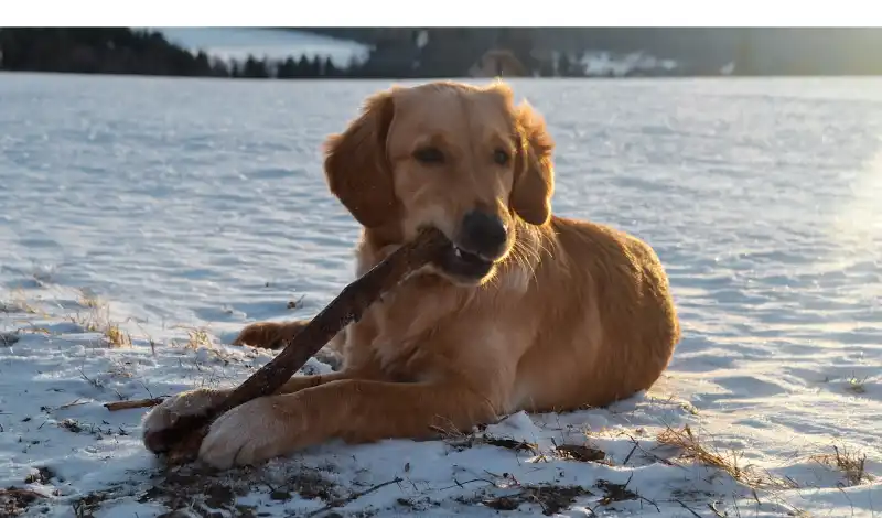 do-golden-retrievers-bite-a-lot