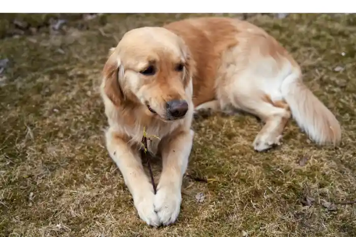 do-golden-retrievers-have-webbed-feet