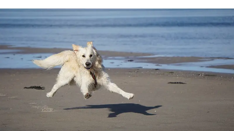 do-golden-retrievers-like-to-run
