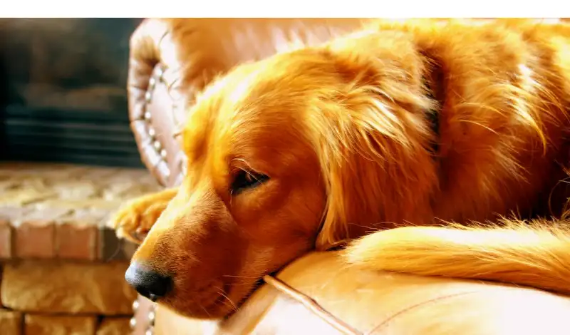 do-golden-retrievers-shed-a-lot