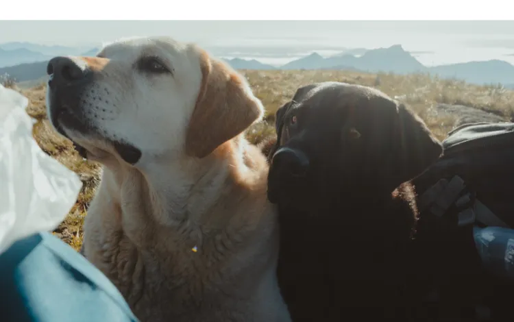 do-labrador-retrievers-smell