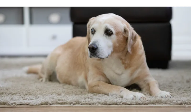 do-labradors-get-along-well-with-cats
