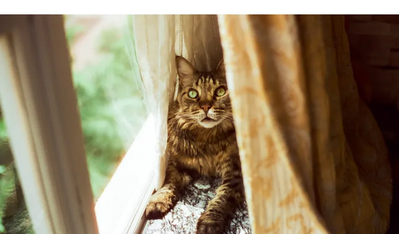 do-maine-coon-like-to-be-held