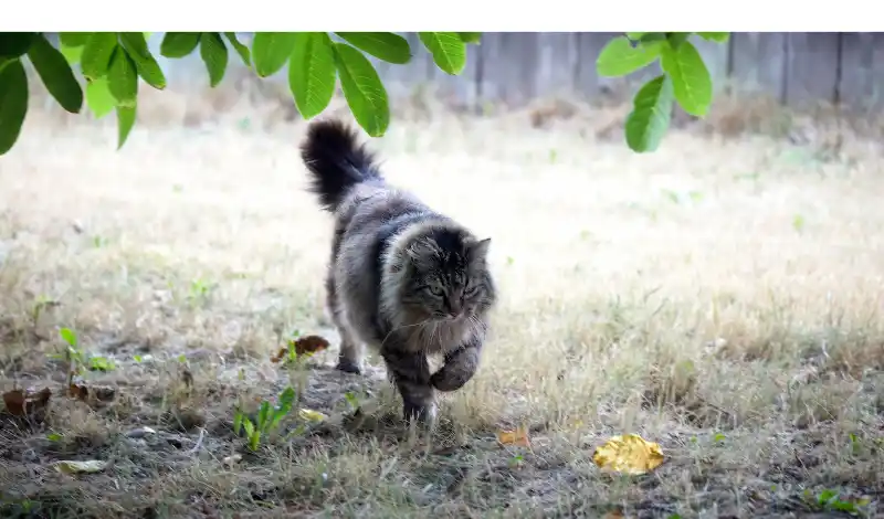 Do Maine Coons Like To Go On Walks All You Need To Know HowToAnimal do-maine-coons-like-to-go-on-walks-all-you-need-to-know-howtoanimal