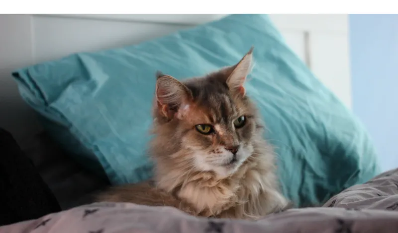 do-maine-coon-smell-bad
