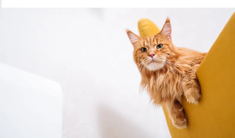 do-maine-coons-like-other-cats