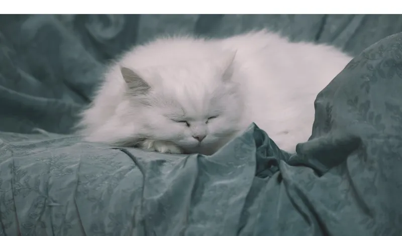 do-persian-cat-feel-cold-in-winter