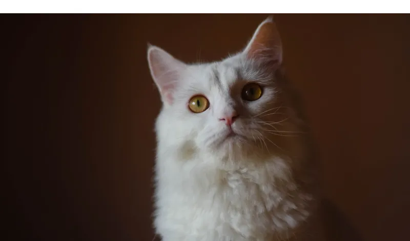 do-persian-cats-like-to-cuddle
