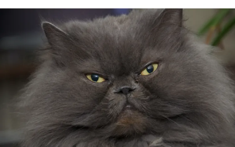 do-persian-cats-like-to-swim