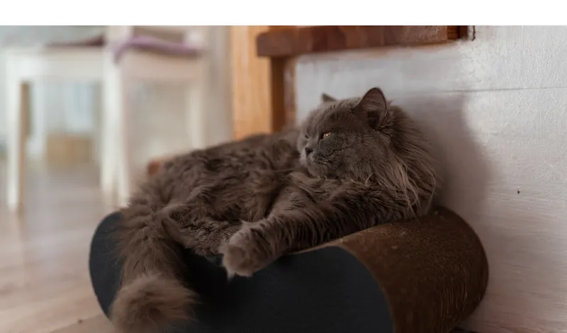 do-persian-like-water