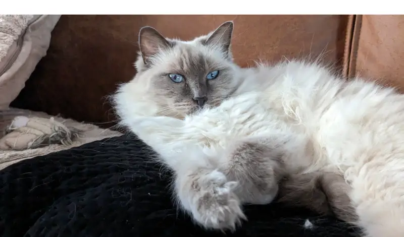 do-ragdoll-cats-like-water