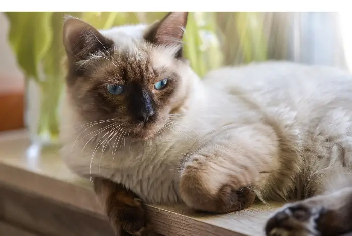 do-ragdoll-need-a-lot-attention