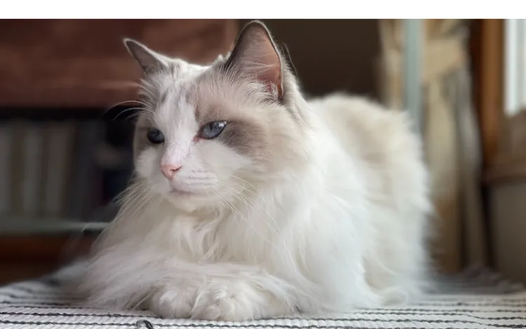 do-ragdoll-shed