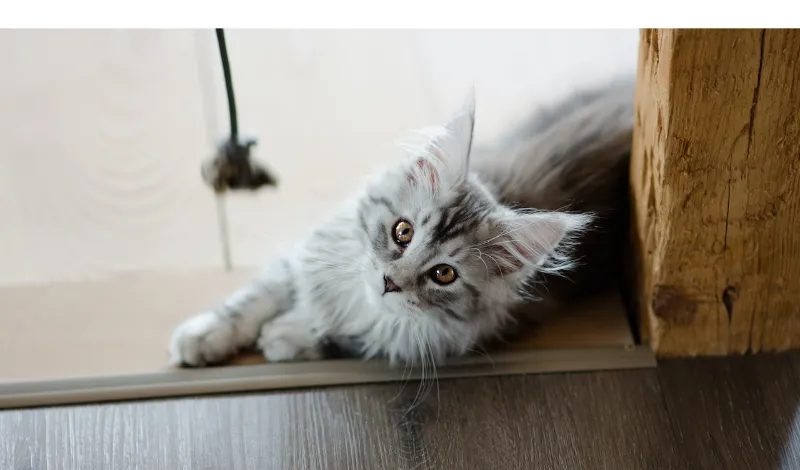 does-maine-coon-get-along-with-dogs