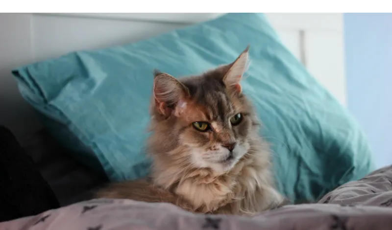 Do Maine Coons Need A Companion A Comprehensive Guide HowToAnimal do-maine-coons-like-to-go-on-walks-all-you-need-to-know-howtoanimal