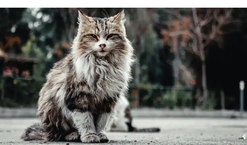 does-maine-coon-need-grooming