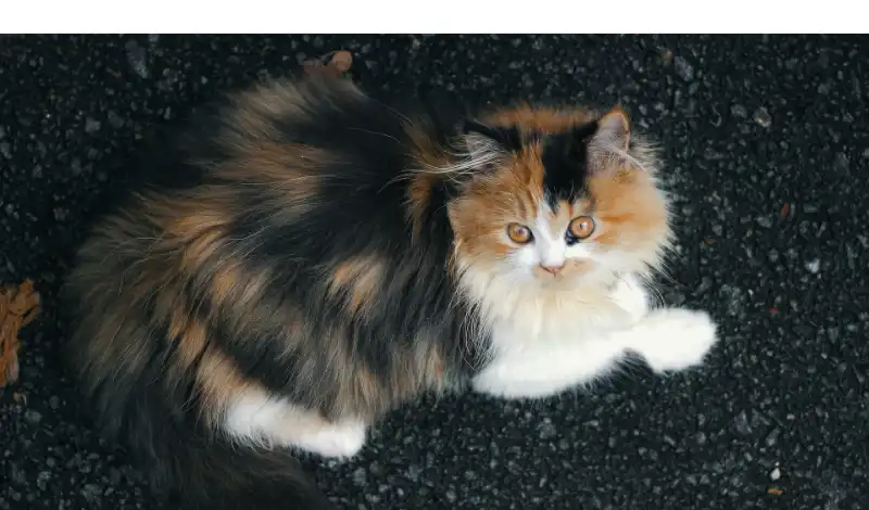 does-persian-cat-like-to-play-outside