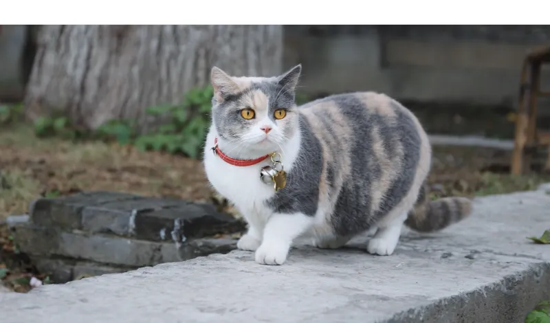 does-persian-cats-like-to-be-held