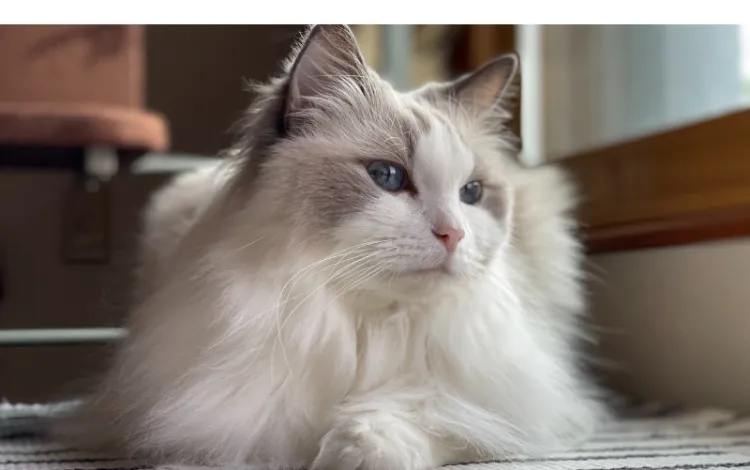 does-ragdoll-get-more-affectionate
