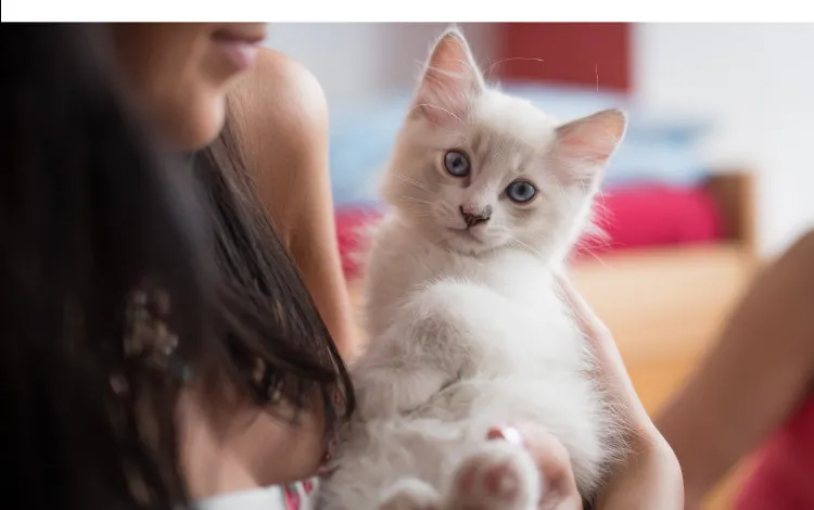 does-ragdoll-like-to-be-held