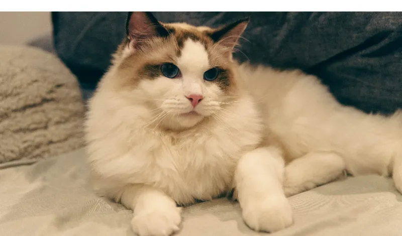 does-ragdoll-need-grooming