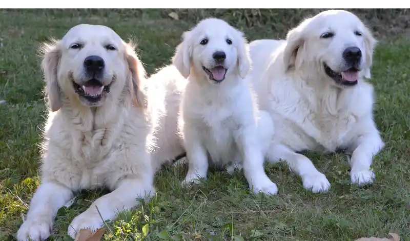 golden-retriever-puppy-behavior-stages