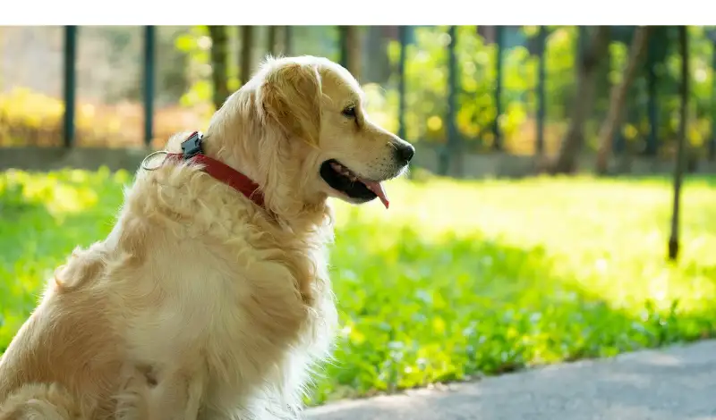 golden-retriever-tick-prevention