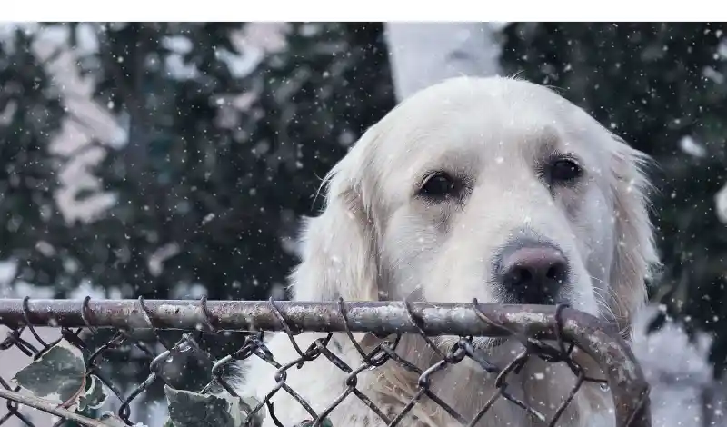 how-cold-is-too-cold-for-golden-retriever