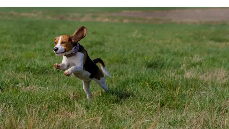 how-fast-can-beagle-run