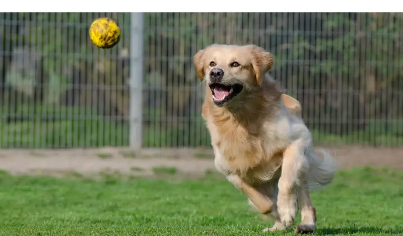 how-fast-can-golden-retriever-run