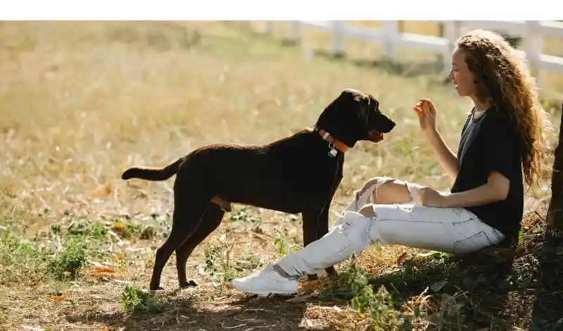 how-fast-can-labrador-run