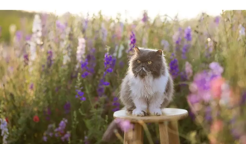 how-high-can-persian-cat-jump