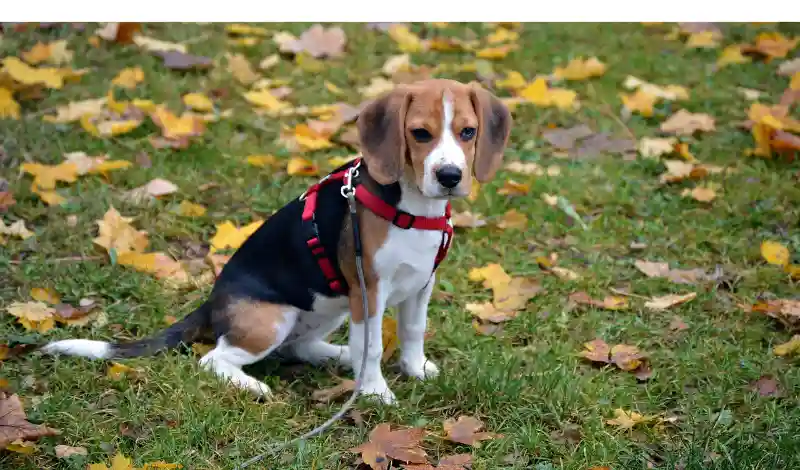 how-long-beagle-hold-pee