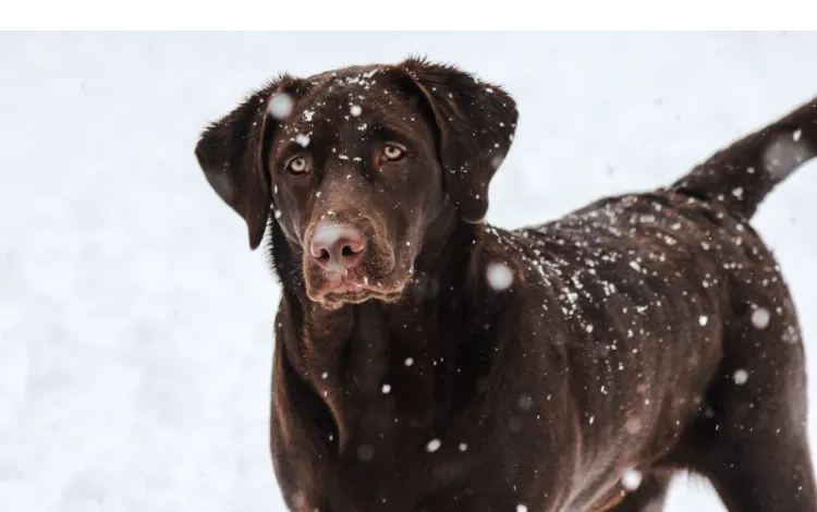 how-long-labrador-stay-outside-in-the-cold