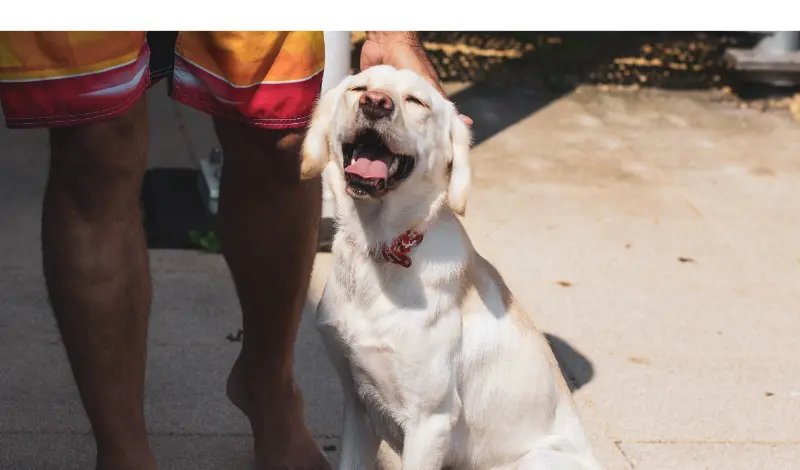 how-much-attention-labrador-needs