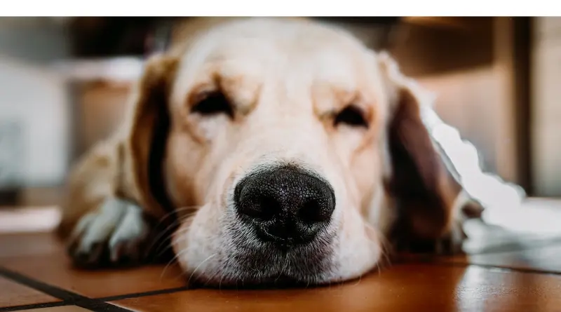 how much-do-golden-retrievers-sleep