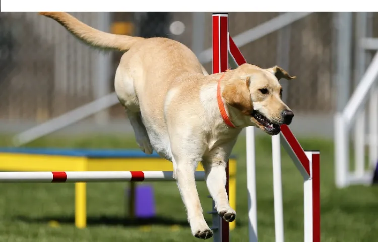 how-much-exercise-labrador-needs