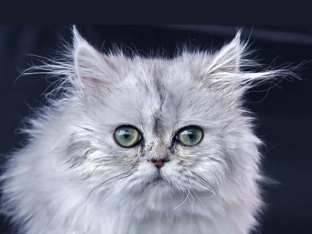 how-much-persian-cats-need-sleep