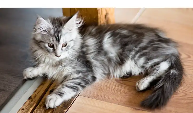 how-often-bathe-maine-coon
