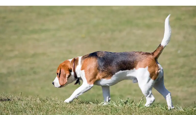 how-often-do-beagles-pee