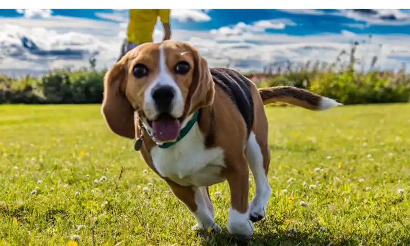 how-often-do-you-shower-your-beagle