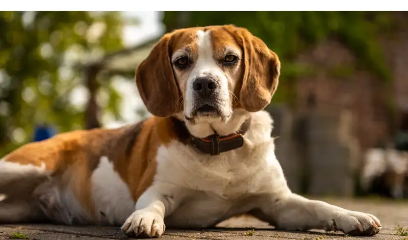 how-often-do-you-trim-beagle-nails